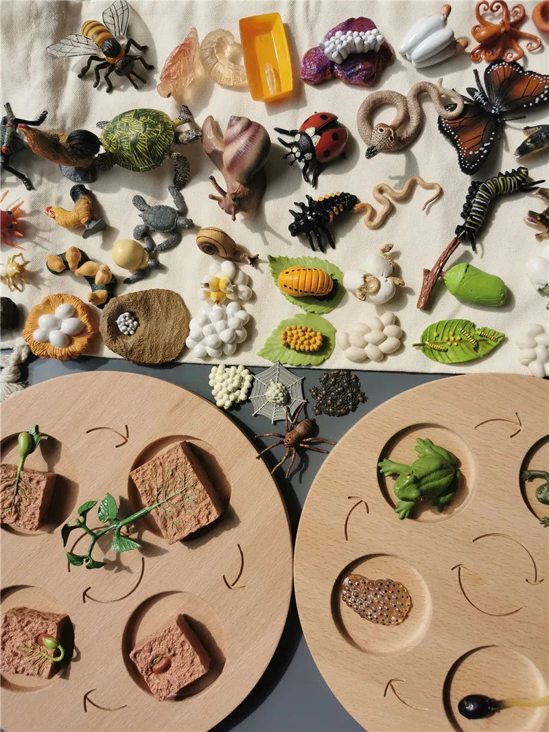 Wooden Life Cycle Learning Board with Figurines