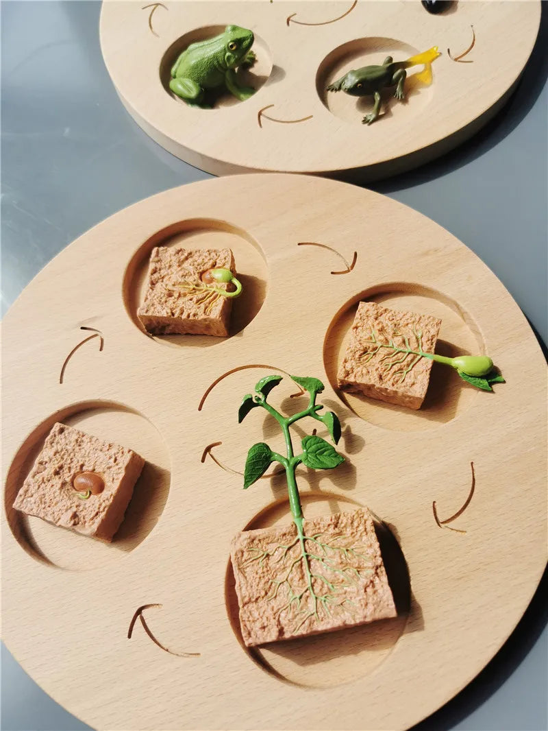 Wooden Life Cycle Learning Board with Figurines