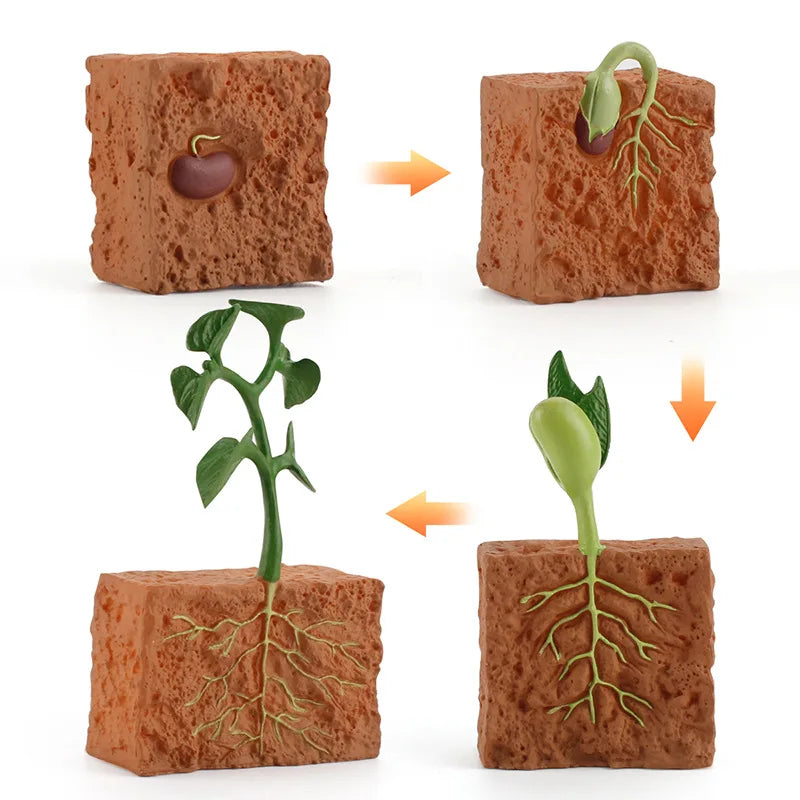 Plant life cycle figures from seed to seedling