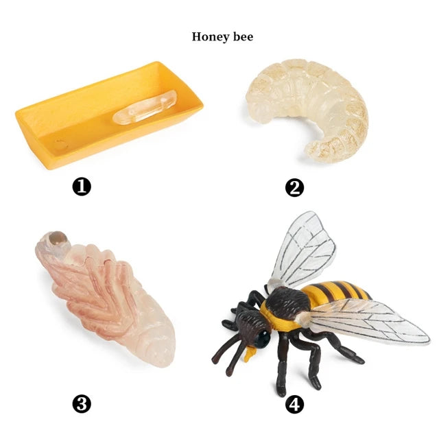 Honey bee life cycle figures