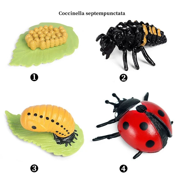 Ladybug life cycle figures