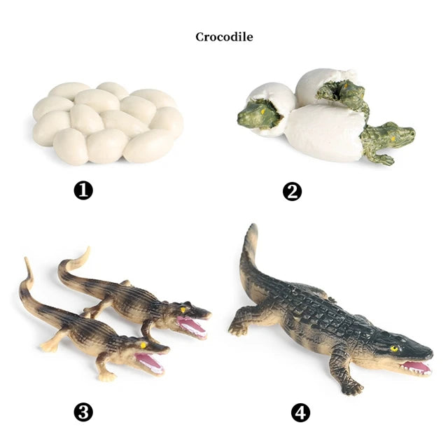 Crocodile life cycle figures