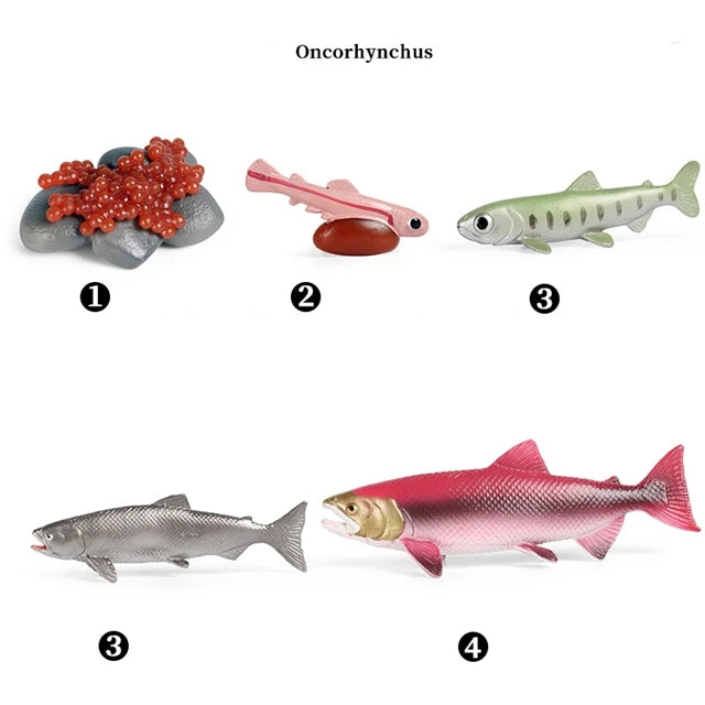 Salmon life cycle figures