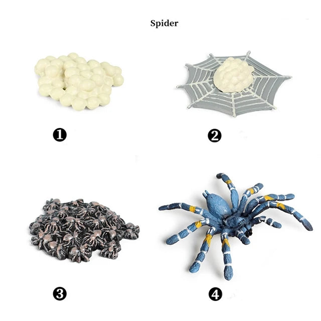 Spider life cycle figures