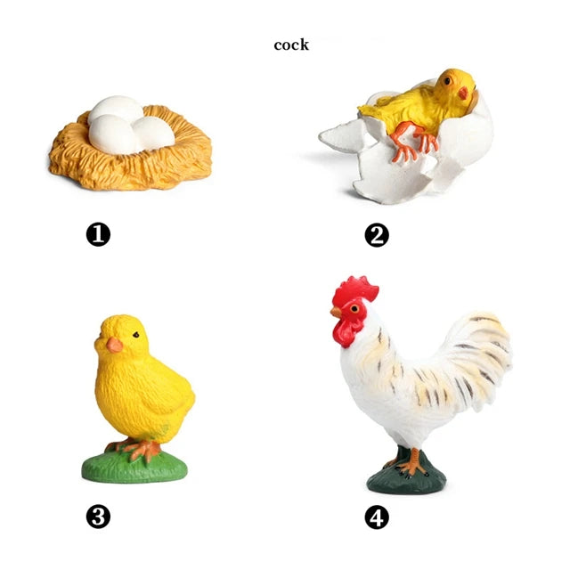 Chicken life cycle figures