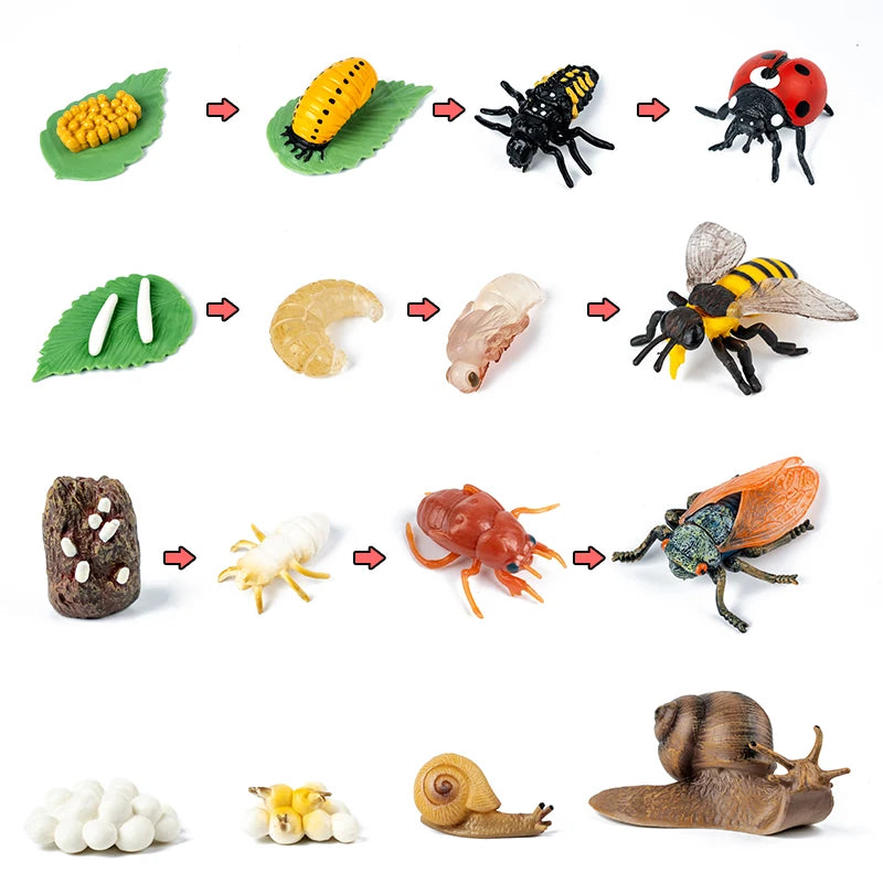Ladybug, bee, cicada and snail life cycle figures in order
