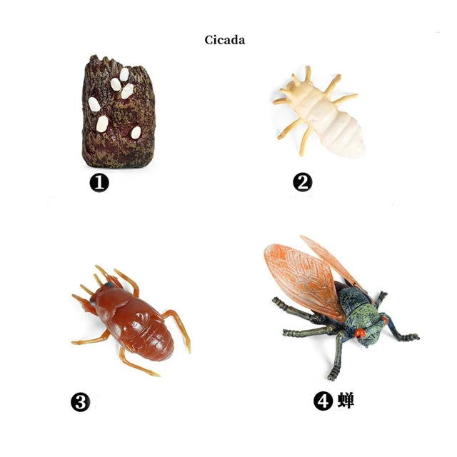 Cicada life cycle figures