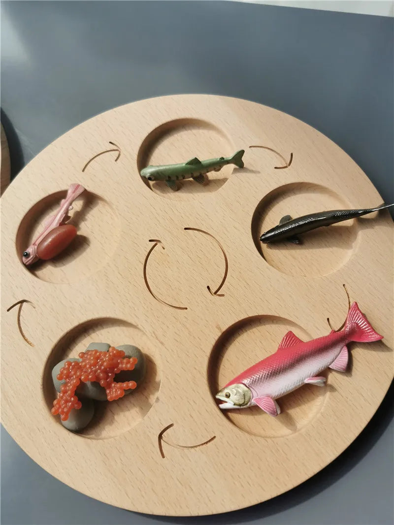Wooden Life Cycle Learning Board with Figurines
