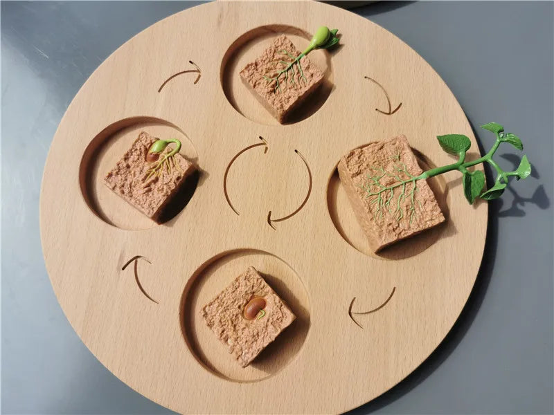 Wooden Life Cycle Learning Board with Figurines