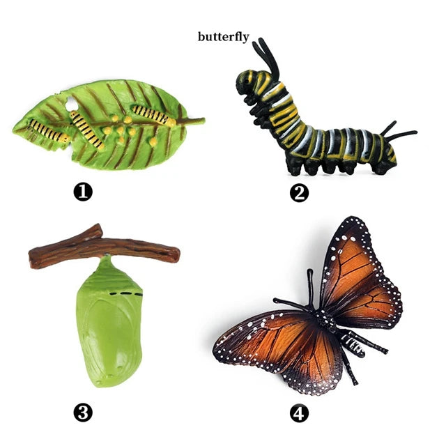 Butterfly life cycle figures from egg to butterfly