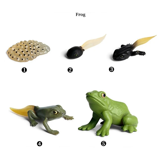 Frog life cycle figures from eggs to adult frog