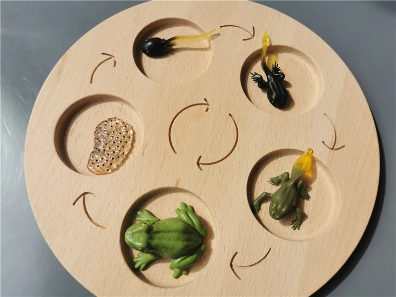 Wooden Life Cycle Learning Board with Figurines