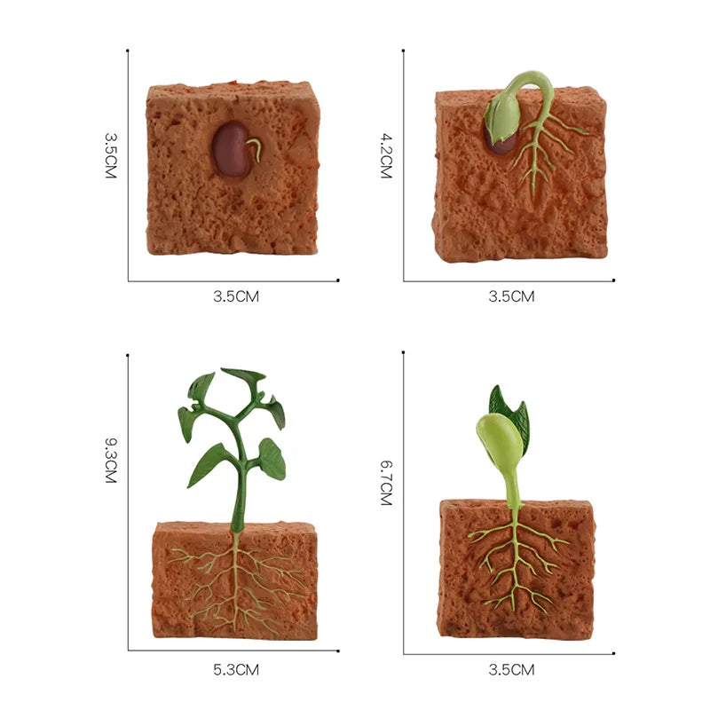 Plant life cycle figures with sizes