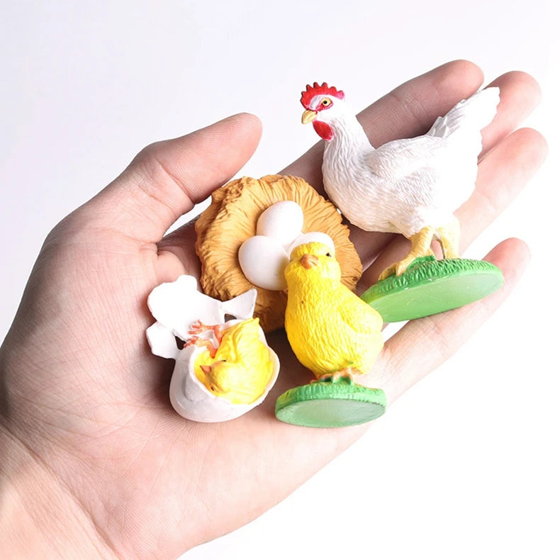 Hand holding the chicken life cycle figures