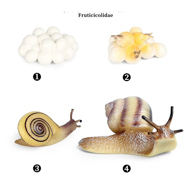 Snail life cycle figures
