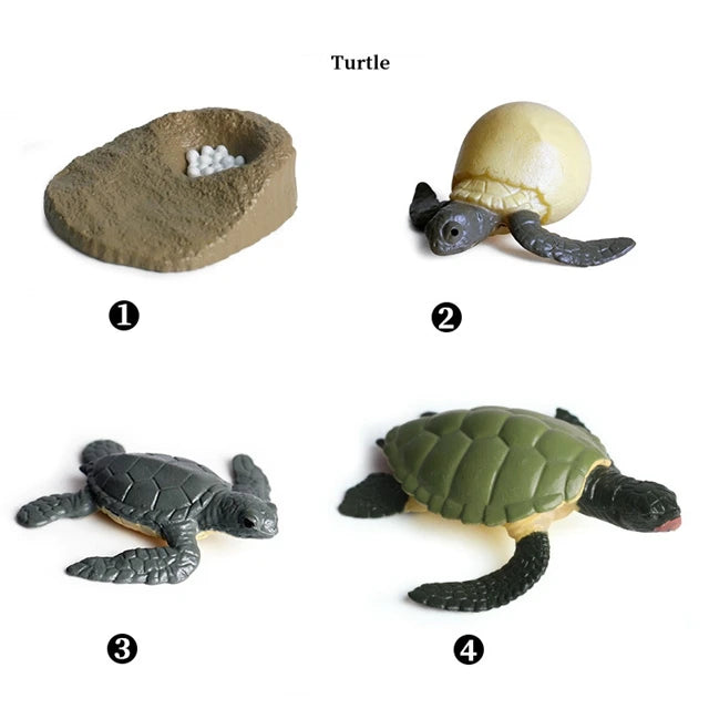 Turtle life cycle figures