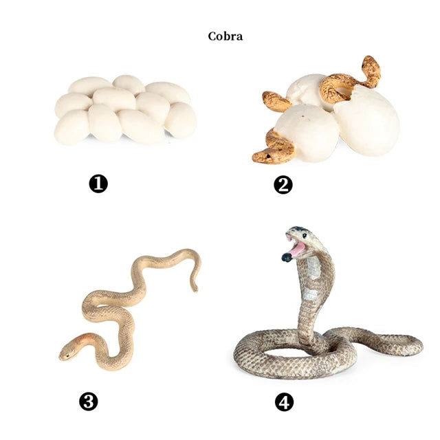 Cobra life cycle figures