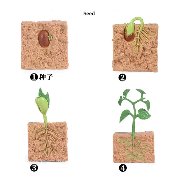Plant life cycle figures