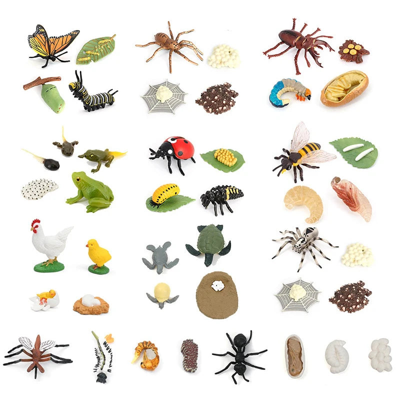 Montessori animal life cycle figures for insects, frog, chicken and more