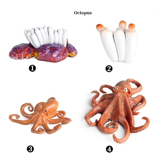 Octopus life cycle figures