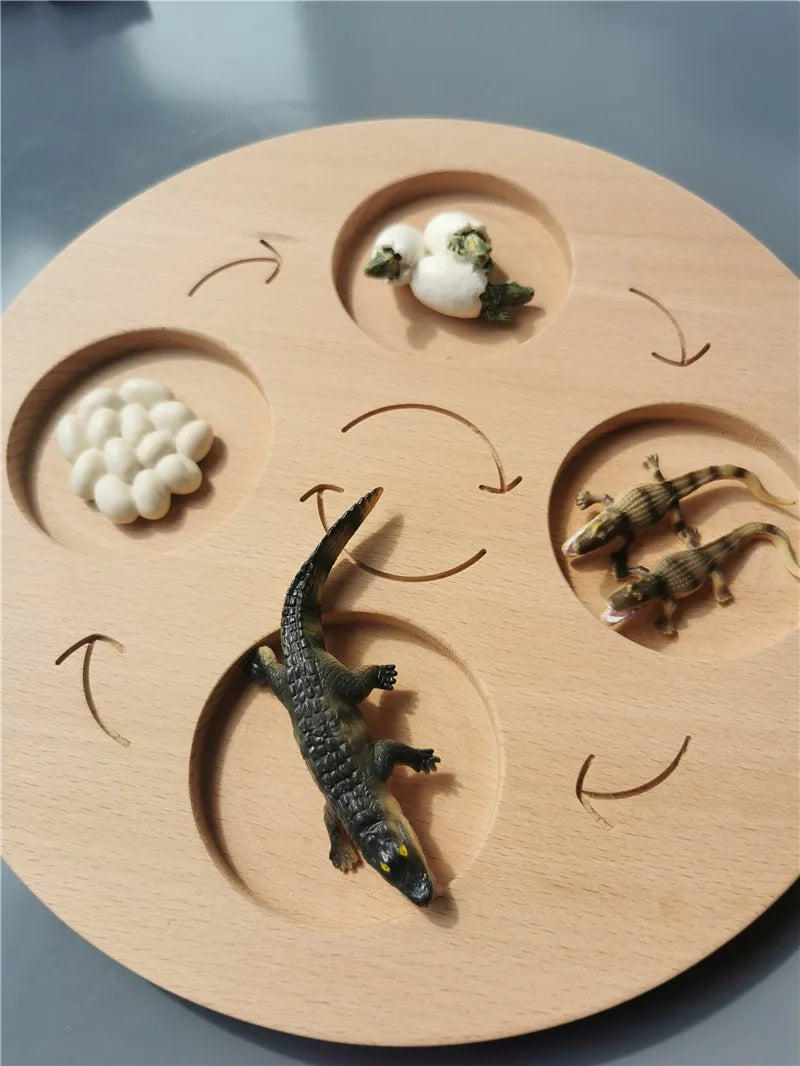 Wooden Life Cycle Learning Board with Figurines