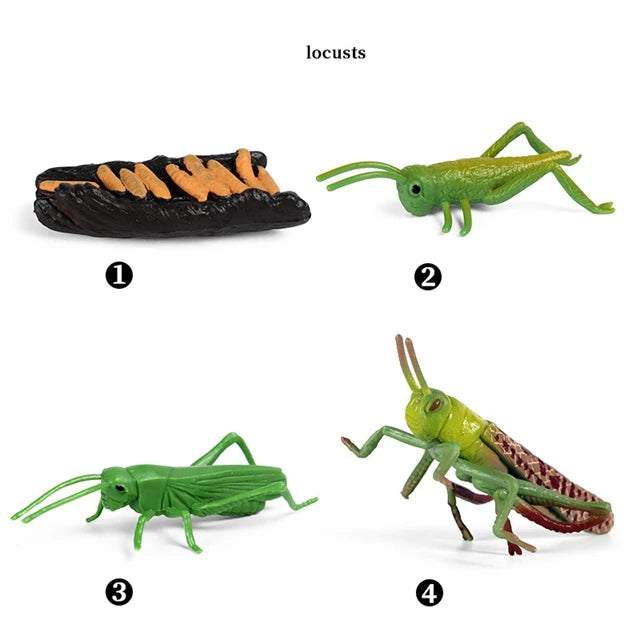 Grasshopper life cycle figures
