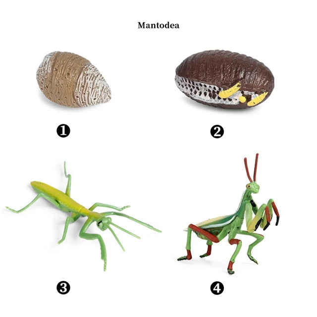 Praying mantis life cycle figures